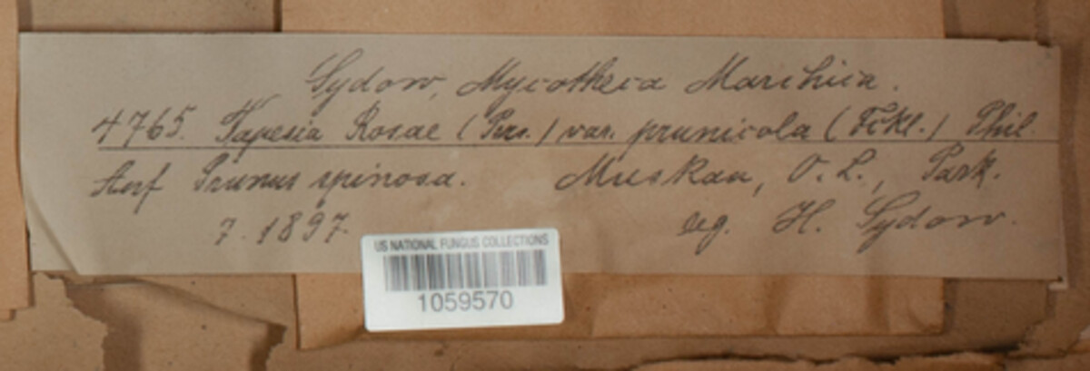 Mollisia prunicola image